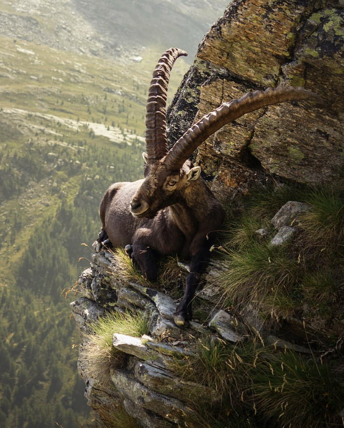 Фото козла на горе Just another relaxing day for this Alpine ibex - 9GAG