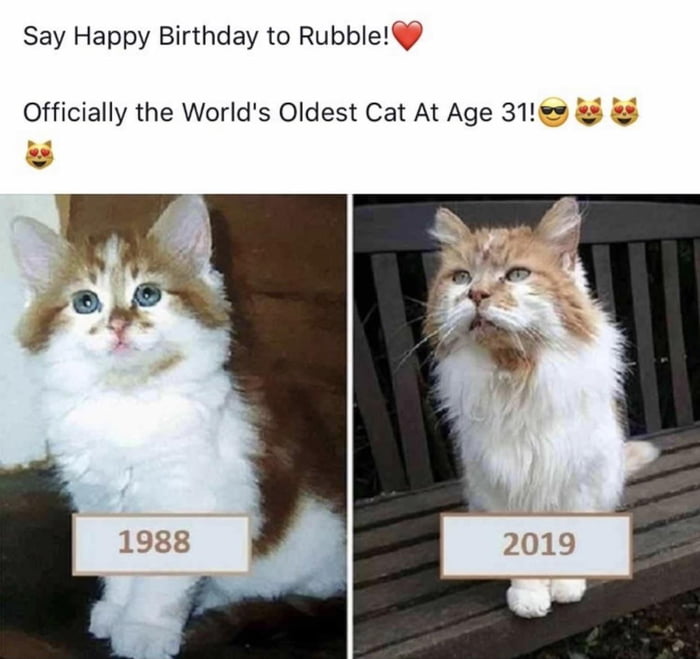 oldest cat in the world