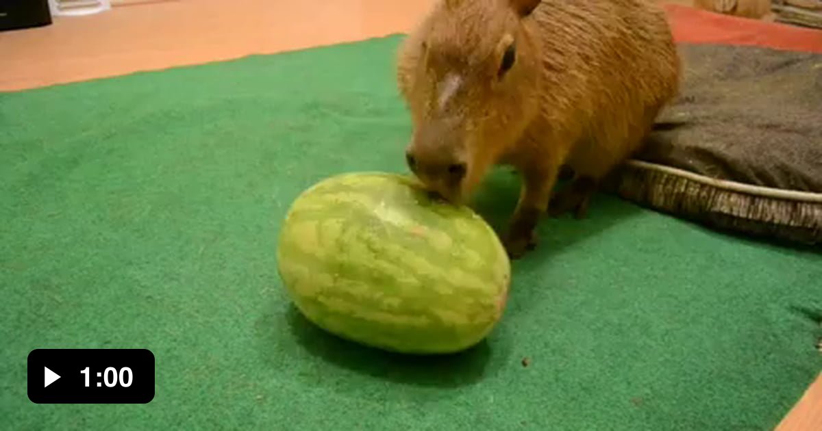 Capybara and watermelon.