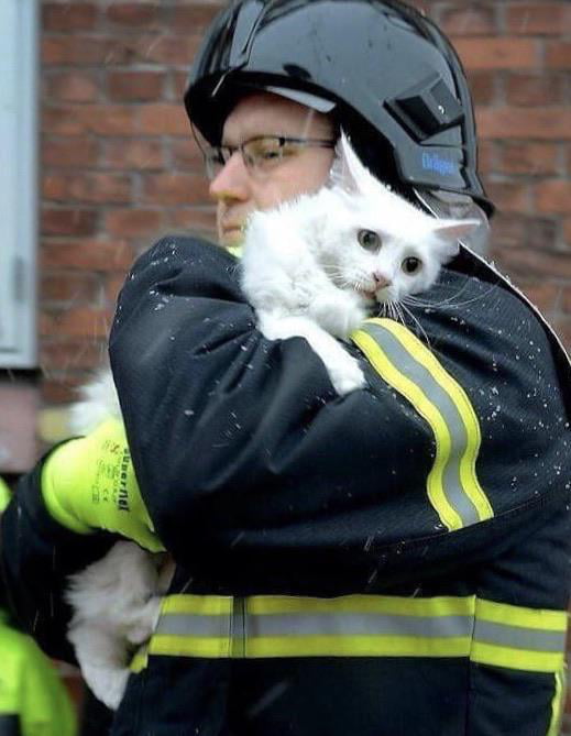 Fireman Rescues Cat From House Fire - 9gag