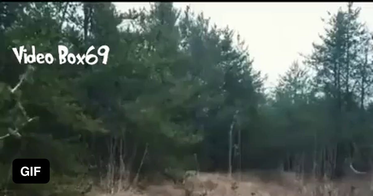 Saved a wolf trapped ? Oh no .. - 9GAG