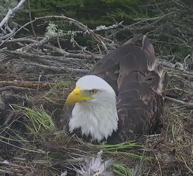 A bald eagle going into defense mode when she spots a predator circling ...