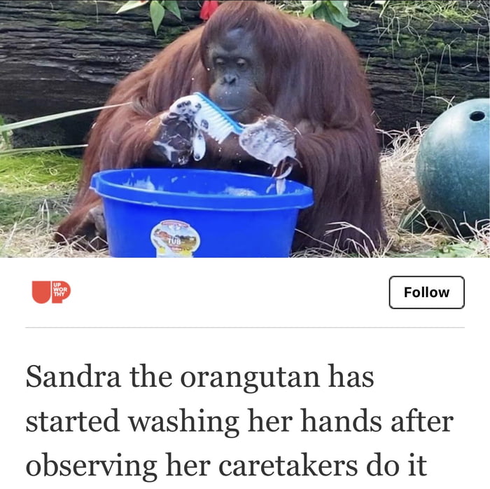 Orangutans are smarter than the people in my country. - 9GAG