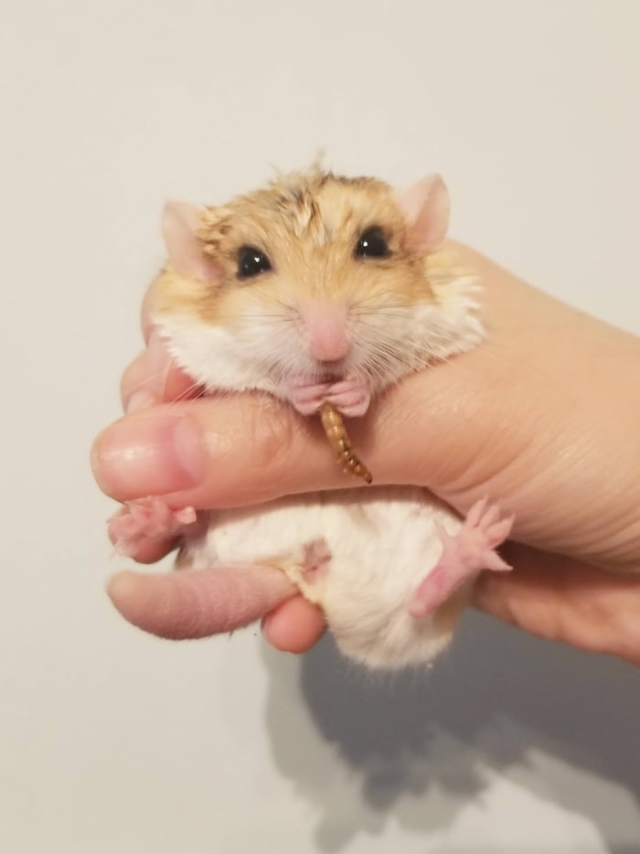 The Fat Tailed Gerbil Has A Unique Thick Club Shaped Tail The Tail Functions In Storing Fat Similar To How A Camel Stores Fat In It S Hump 9gag