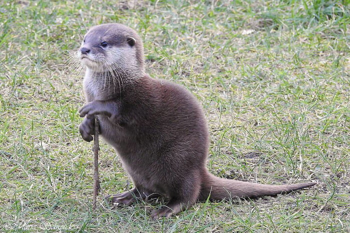 Otter Otter pacing around its enclosure, among the rocks Tambako The Jaguar Flic