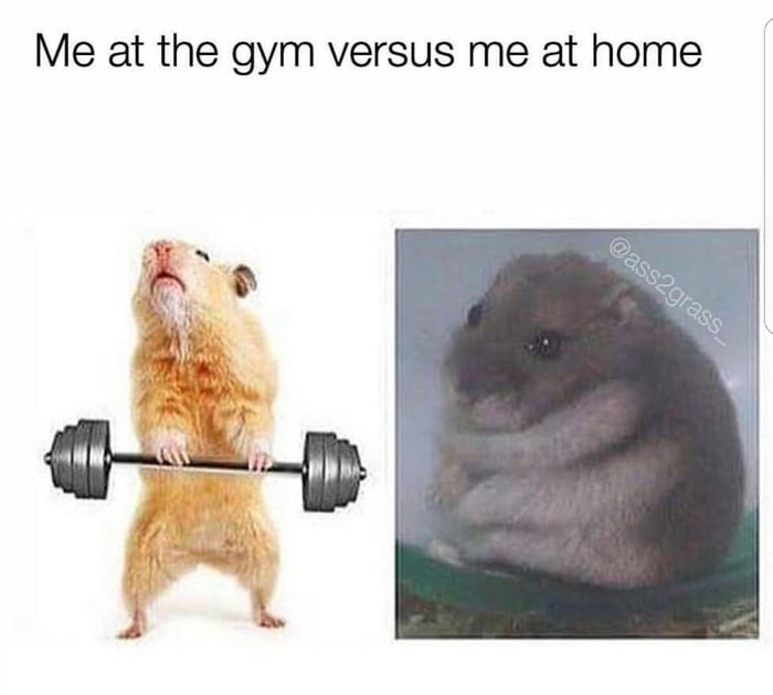 Hamster gym store