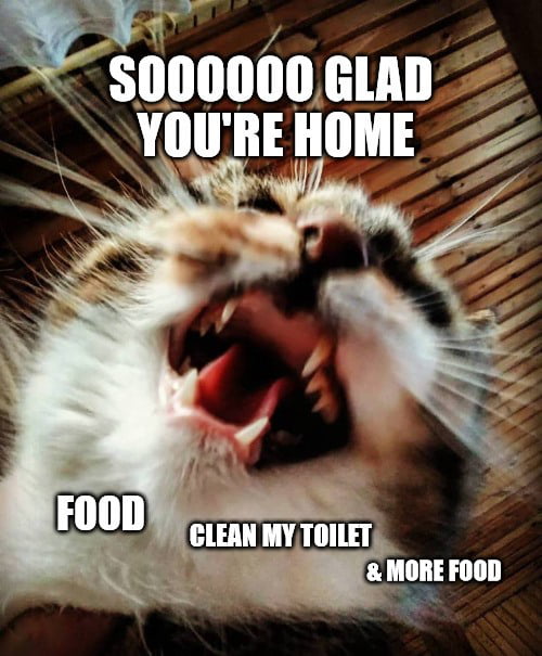 Cat was happy to see me again - 9GAG