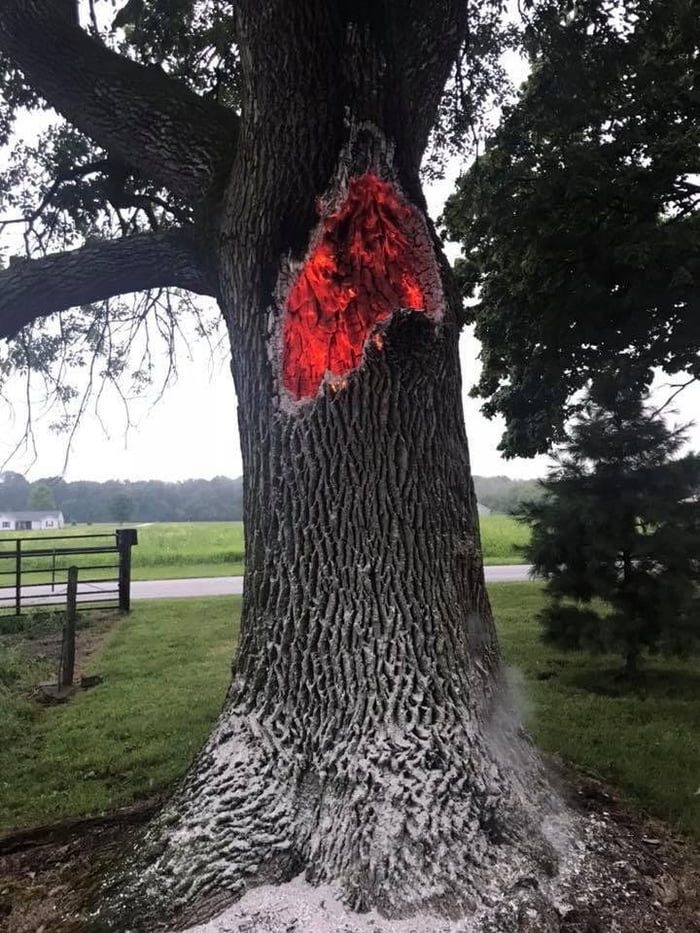 This Tree That Was Struck By Lightning 9gag 