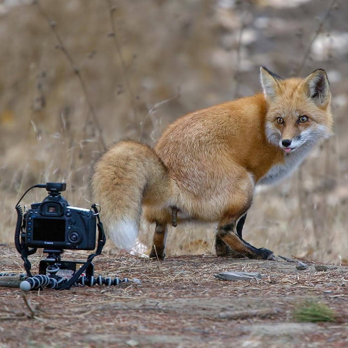 Red Fox Ass