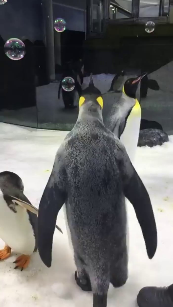 Penguins playing with bubbles - 9GAG