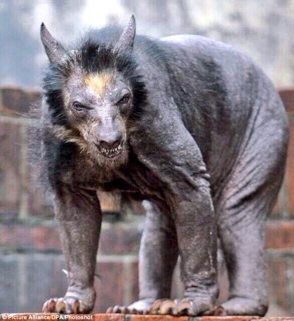 Shaved Bear 9GAG