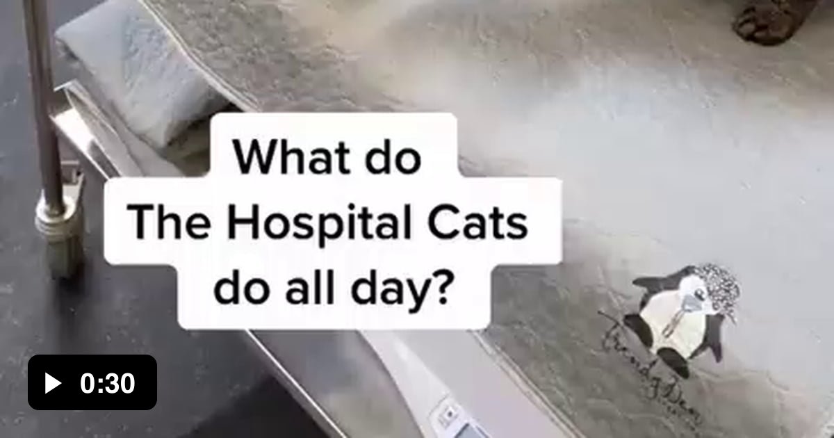 The hospital cats!!! 9GAG