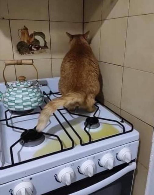 Cat pissing on stove 9GAG