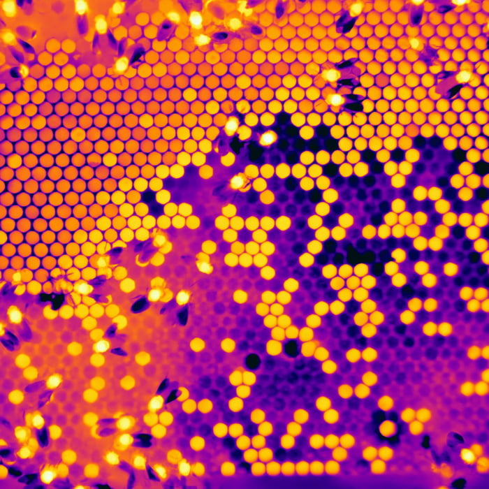 A beehive under thermal imaging 9GAG