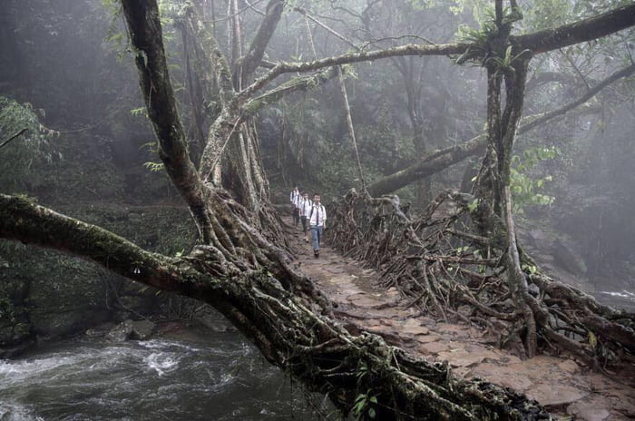 In India there is a tribe who learned to make living bridges out of ...