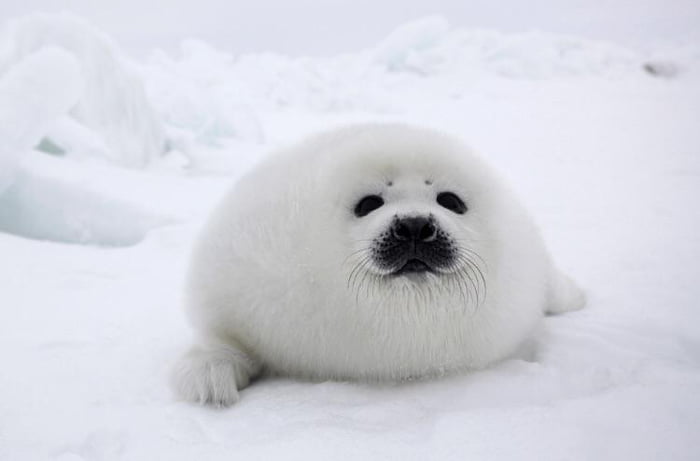 Fat and fluffy seal pup. - 9GAG