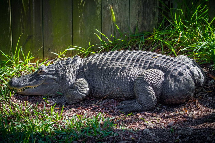 This is Bob the Alligator who was born without a tail - 9GAG