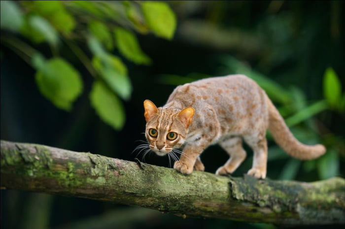 The Rusty-Spotted Cat (*Prionailurus rubiginosus*) wins the title for ...