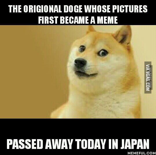 Such tragedy. Much sad. - 9GAG