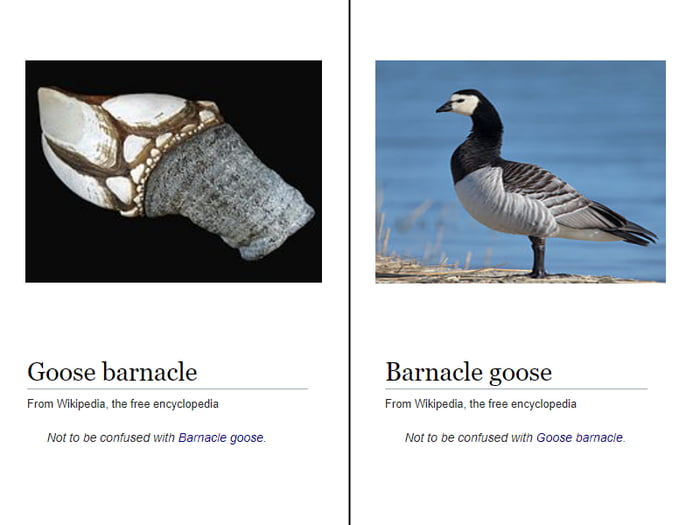 Geese перевод на русский. Barnacle Goose. Barnacles перевод. Barnacle Goose перевод. Goose как переводиться.