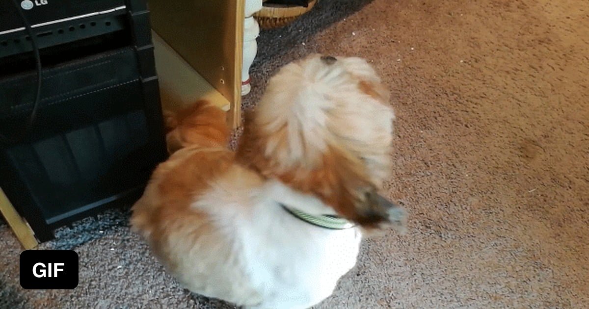 My Dog Scratching His Butt - 9gag