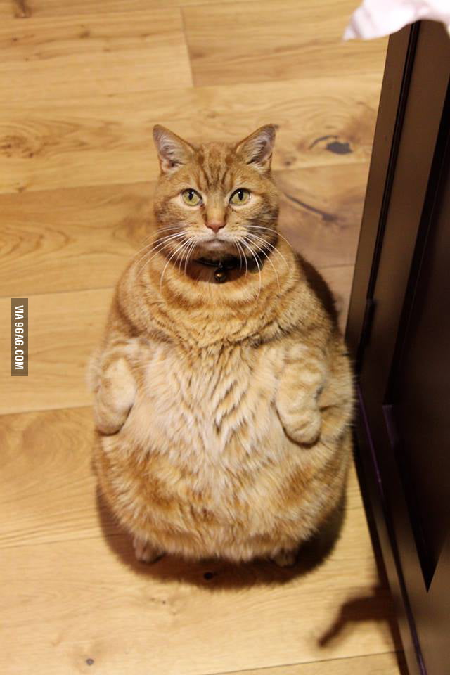 Meet Jabba the Cat  9GAG