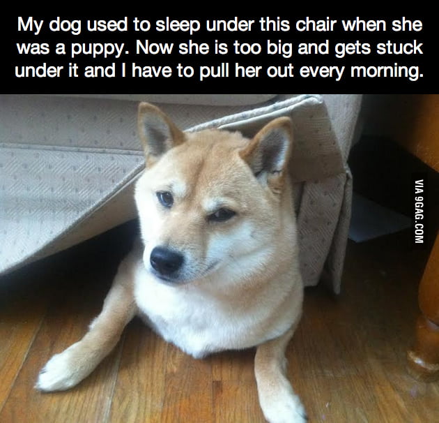 My dog used to sleep under this chair when she was a puppy... - 9GAG