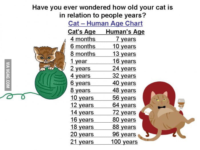 Cat vs human age 2024 chart