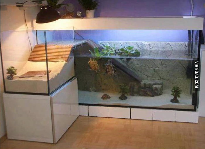 When turtles have a better apartment than you do... - 9GAG