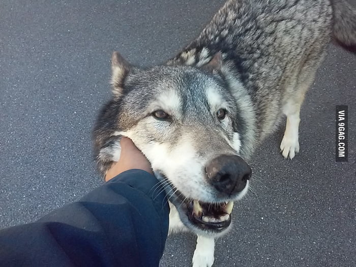 Made a friend today. - 9GAG