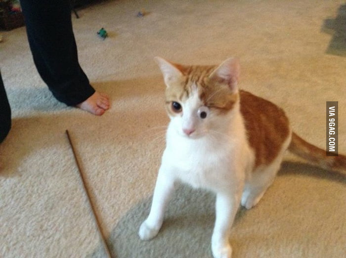 Tiny cat eye patch for a oneeyed cat. 9GAG