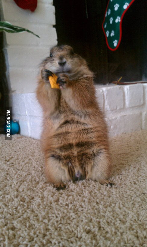 dog walker nike sb dunk