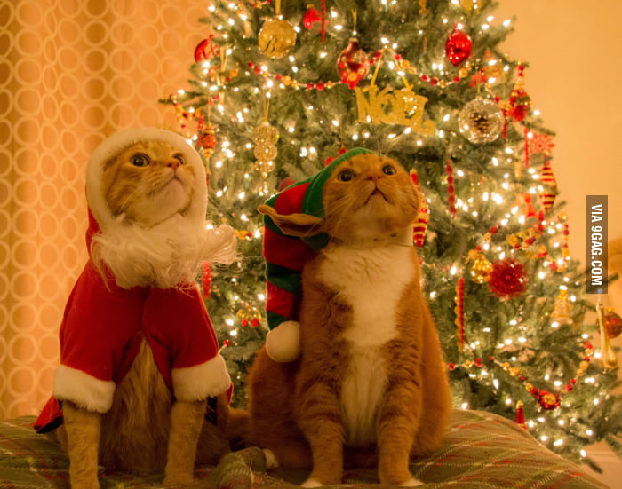 Annual tradition of dressing up our cats as Santa and his elf. - 9GAG