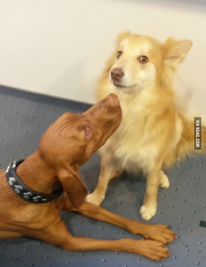 My dog doesn't really like other dogs... You can see it in his face
