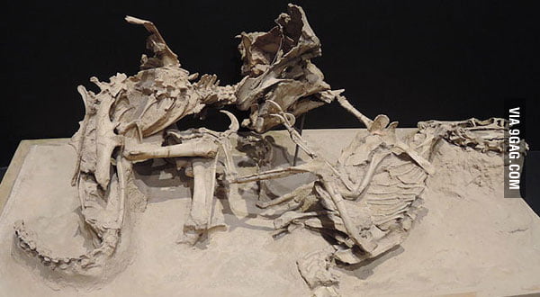 fossil of dinosaurs fighting