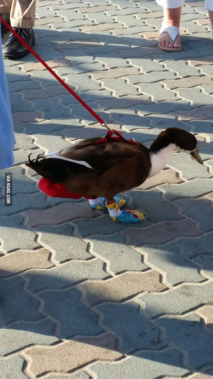 duck in shoes