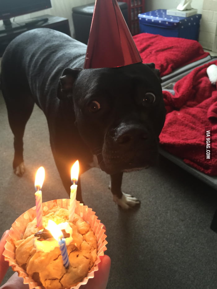 He turned three today... And was scared of his cupcake! - 9GAG