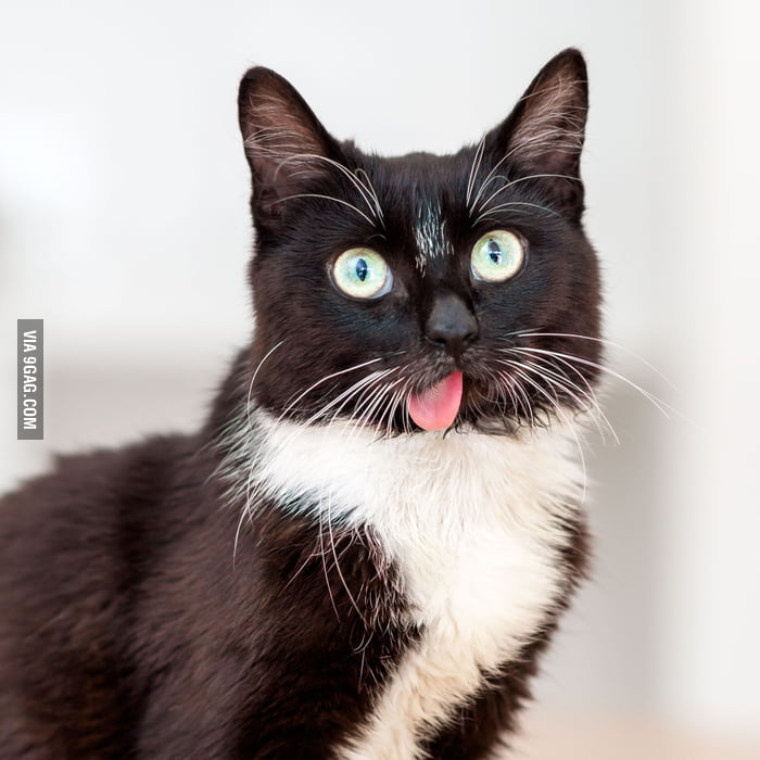 Meet this amazing cat - Jaws - 9GAG