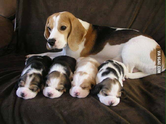 beagle-with-four-newborn-pups-9gag