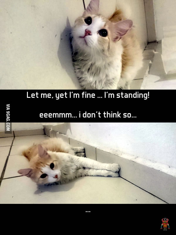 My Funny Cat 9gag