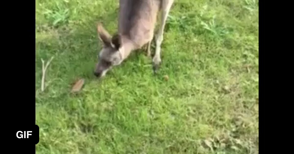 Baby kangaroo entering it's mother's pouch 9GAG