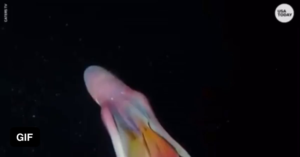Rare rainbow blanket octopus caught on camera off the coast of the Philippines. 9GAG