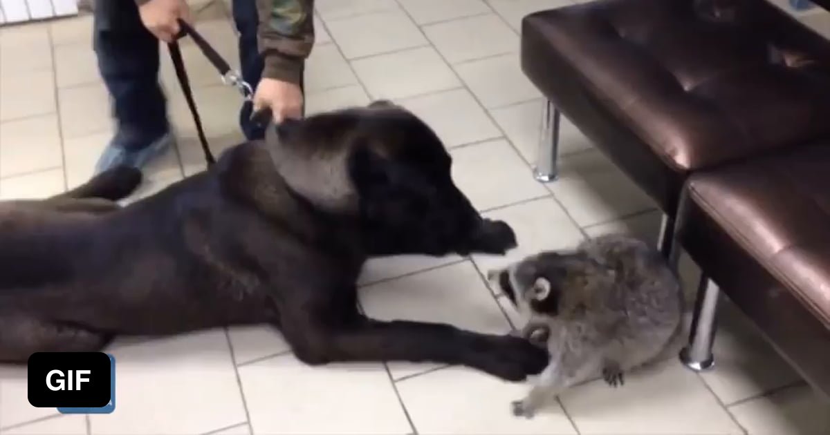 В ветклинике Ростова-на-Дону енот сделал умопомрачительный побег и освободил свою подругу! В ветклинике Ростова-на-Дону енот сделал умопомрачительный побег и освободил свою подругу!