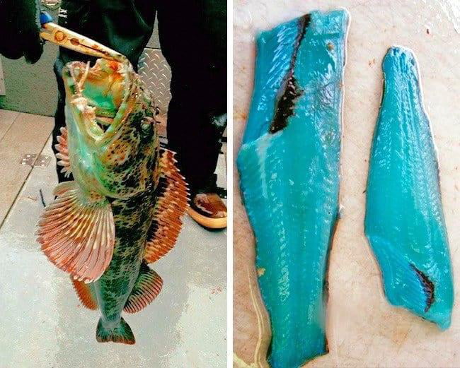 this-fish-actually-has-blue-meat-9gag