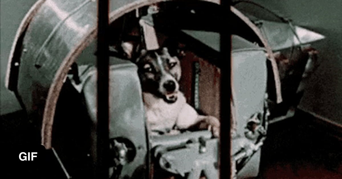 Кличка первой собаки полетевшей в космос. Собака лайка 1957. Первая собака космонавт лайка. Собака космонавт лайка 1957 год. Собака лайка на спутнике 2.