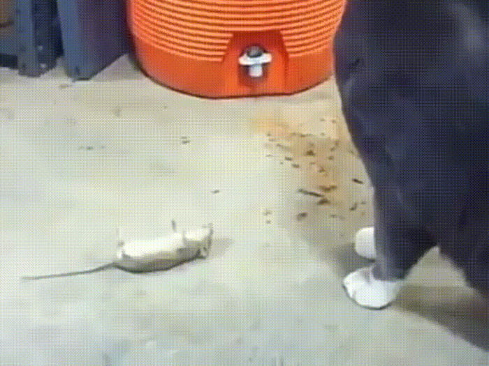 Mouse playing dead 9GAG