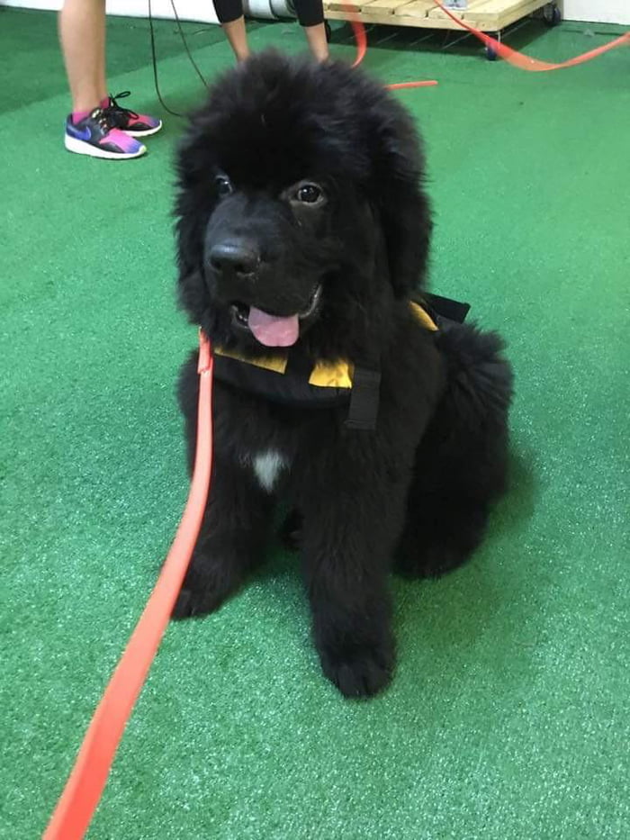 newfoundland life jacket