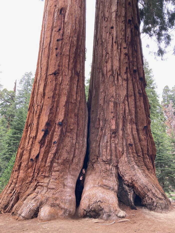 Sequoia National Park Bigfoot Feet Gag