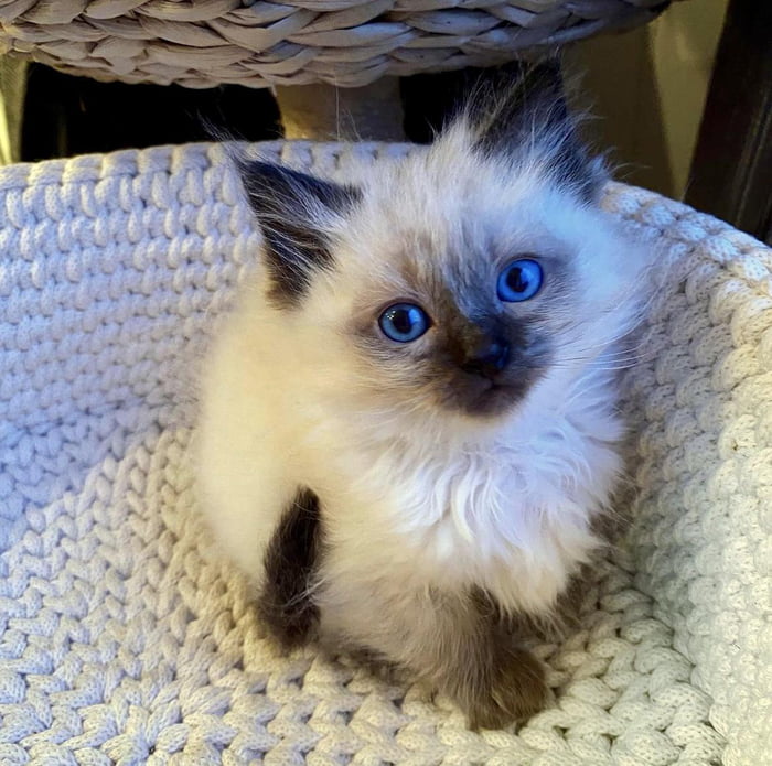 The sweetest little guy with the prettiest eyes. They’ll probably ...