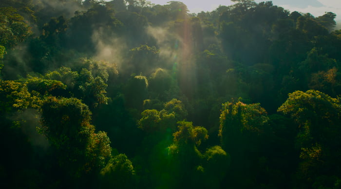 Forget everything. look at the rainforest for a second - 9GAG